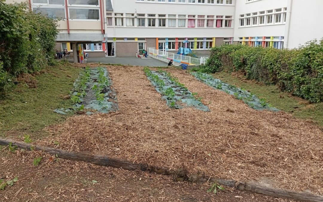 Maraichage pour les 6èmes : de la théorie à la pratique !