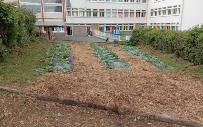 Maraichage pour les 6èmes : de la théorie à la pratique !